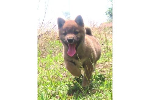 販売中の栃木県の柴犬-396202の2枚目
